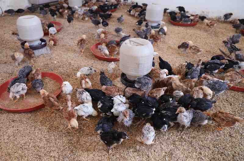 Poultry Farm