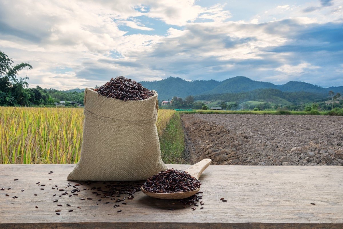 Biomass Briquettes and Pellets Production